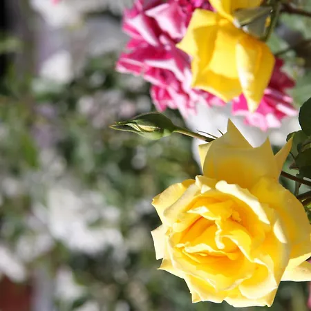 G George Apart-hotel 4*