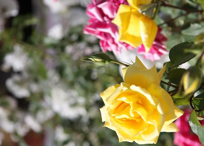 G George Apart-hotel 4*