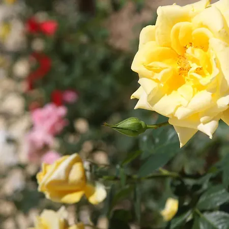 Apart-hotel G George