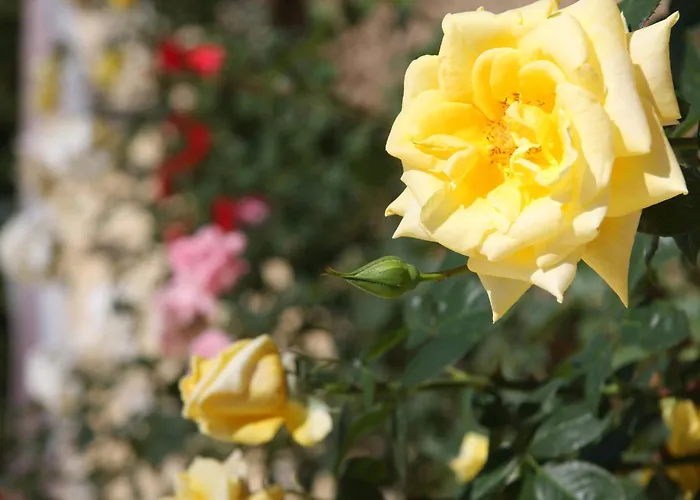 Apartmanhotel G George